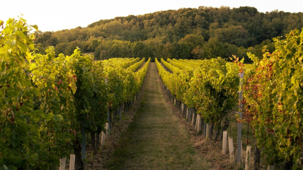 パソ・ロブレスベストワイナリー